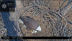 2025-03-02 21_53_47-Port Tobacco Eagle Cam - YouTube - Maxthon.png