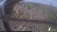 2025-03-02 22_01_41-Jūras ērgļi (Haliaeetus albicilla) Durbē - LDF tiešraide - YouTube - Maxthon.png