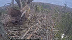 2025-03-02 22_03_00-Jūras ērgļi (Haliaeetus albicilla) Durbē - LDF tiešraide - YouTube - Maxthon.png