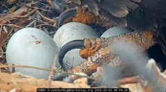 2025-03-03 21_04_04-Big Bear Bald Eagle Live Nest - Cam 1 - YouTube - Maxthon.png