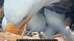 2025-03-03 21_04_09-Big Bear Bald Eagle Live Nest - Cam 1 - YouTube - Maxthon.png