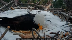 2025-03-03 21_04_39-Big Bear Bald Eagle Live Nest - Cam 1 - YouTube - Maxthon.png