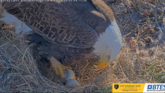 2025-03-03 22_15_50-Bluff City Cam2_ ETSU_BTES Eagle Camera - YouTube - Maxthon.png