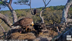 2025-03-03 22_26_11-NEFL Cam 1 - Live Bald Eagle Cam - YouTube - Maxthon.png