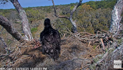 2025-03-03 22_25_36-NEFL Cam 1 - Live Bald Eagle Cam - YouTube - Maxthon.png