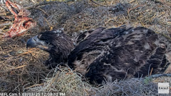 2025-03-03 22_25_09-NEFL Cam 1 - Live Bald Eagle Cam - YouTube - Maxthon.png