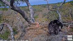 2025-03-03 22_24_44-NEFL Cam 1 - Live Bald Eagle Cam - YouTube - Maxthon.png
