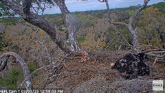 2025-03-03 22_24_25-NEFL Cam 1 - Live Bald Eagle Cam - YouTube - Maxthon.png
