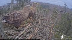 2025-03-03 22_33_16-Jūras ērgļi (Haliaeetus albicilla) Durbē - LDF tiešraide - YouTube - Maxthon.png