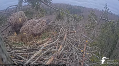 2025-03-03 22_33_44-Jūras ērgļi (Haliaeetus albicilla) Durbē - LDF tiešraide - YouTube - Maxthon.png