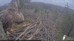2025-03-03 22_33_52-Jūras ērgļi (Haliaeetus albicilla) Durbē - LDF tiešraide - YouTube - Maxthon.png