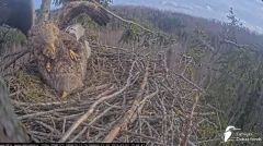 2025-03-03 22_34_27-Jūras ērgļi (Haliaeetus albicilla) Durbē - LDF tiešraide - YouTube - Maxthon.png