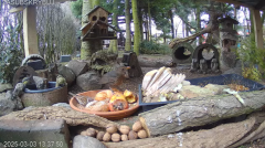 2025-03-03 23_25_02-Mandragora Park – karmnik na żywo - YouTube - Maxthon.png