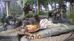 2025-03-03 23_25_34-Mandragora Park – karmnik na żywo - YouTube - Maxthon.png
