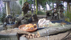 2025-03-03 23_25_49-Mandragora Park – karmnik na żywo - YouTube - Maxthon.png