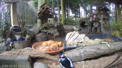 2025-03-03 23_26_06-Mandragora Park – karmnik na żywo - YouTube - Maxthon.png