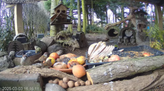 2025-03-03 23_26_26-Mandragora Park – karmnik na żywo - YouTube - Maxthon.png