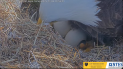 2025-03-04 19_46_08-Bluff City Cam2_ ETSU_BTES Eagle Camera - YouTube - Maxthon.png