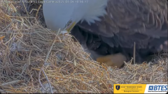2025-03-04 19_46_16-Bluff City Cam2_ ETSU_BTES Eagle Camera - YouTube - Maxthon.png