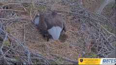 2025-03-04 19_47_19-Bluff City Cam2_ ETSU_BTES Eagle Camera - YouTube - Maxthon.png