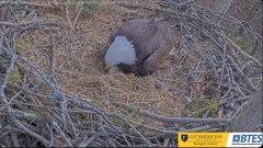 2025-03-04 19_47_27-Bluff City Cam2_ ETSU_BTES Eagle Camera - YouTube - Maxthon.png