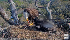 2025-03-04 19_51_17-NEFL Cam 1 - Live Bald Eagle Cam - YouTube - Maxthon.png