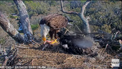 2025-03-04 19_51_28-NEFL Cam 1 - Live Bald Eagle Cam - YouTube - Maxthon.png