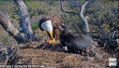 2025-03-04 19_51_35-NEFL Cam 1 - Live Bald Eagle Cam - YouTube - Maxthon.png