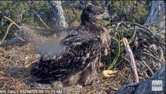 2025-03-04 19_52_33-NEFL Cam 1 - Live Bald Eagle Cam - YouTube - Maxthon.png