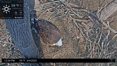 2025-03-04 21_12_30-Port Tobacco Eagle Cam - YouTube - Maxthon.png