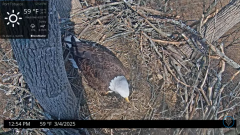 2025-03-04 21_12_39-Port Tobacco Eagle Cam - YouTube - Maxthon.png