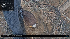 2025-03-04 21_12_43-Port Tobacco Eagle Cam - YouTube - Maxthon.png