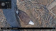 2025-03-04 21_12_48-Port Tobacco Eagle Cam - YouTube - Maxthon.png