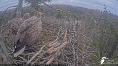 2025-03-04 21_27_05-Jūras ērgļi (Haliaeetus albicilla) Durbē - LDF tiešraide - YouTube - Maxthon.png