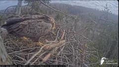 2025-03-04 21_27_36-Jūras ērgļi (Haliaeetus albicilla) Durbē - LDF tiešraide - YouTube - Maxthon.png
