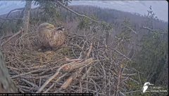 2025-03-04 21_28_30-Jūras ērgļi (Haliaeetus albicilla) Durbē - LDF tiešraide - YouTube - Maxthon.png