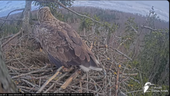 2025-03-04 21_28_35-Jūras ērgļi (Haliaeetus albicilla) Durbē - LDF tiešraide - YouTube - Maxthon.png