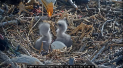2025-03-05 20_35_34-Big Bear Bald Eagle Live Nest - Cam 1 - YouTube - Maxthon.png