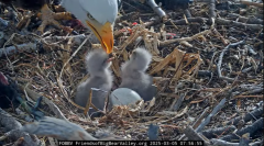 2025-03-05 20_35_39-Big Bear Bald Eagle Live Nest - Cam 1 - YouTube - Maxthon.png
