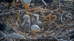 2025-03-05 20_35_57-Big Bear Bald Eagle Live Nest - Cam 1 - YouTube - Maxthon.png