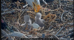 2025-03-05 20_40_16-Big Bear Bald Eagle Live Nest - Cam 1 - YouTube - Maxthon.png
