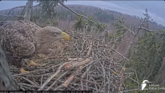 2025-03-05 21_12_19-Jūras ērgļi (Haliaeetus albicilla) Durbē - LDF tiešraide - YouTube - Maxthon.png