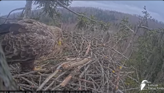 2025-03-05 21_12_53-Jūras ērgļi (Haliaeetus albicilla) Durbē - LDF tiešraide - YouTube - Maxthon.png