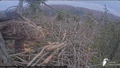2025-03-05 21_12_55-Jūras ērgļi (Haliaeetus albicilla) Durbē - LDF tiešraide - YouTube - Maxthon.png