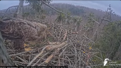 2025-03-05 21_13_01-Jūras ērgļi (Haliaeetus albicilla) Durbē - LDF tiešraide - YouTube - Maxthon.png
