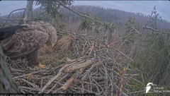2025-03-05 21_13_20-Jūras ērgļi (Haliaeetus albicilla) Durbē - LDF tiešraide - YouTube - Maxthon.png