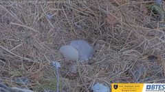 2025-03-05 21_19_06-Bluff City Cam2_ ETSU_BTES Eagle Camera - YouTube - Maxthon.png