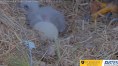 2025-03-05 21_19_25-Bluff City Cam2_ ETSU_BTES Eagle Camera - YouTube - Maxthon.png