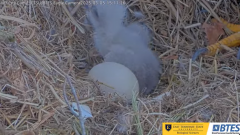 2025-03-05 21_19_29-Bluff City Cam2_ ETSU_BTES Eagle Camera - YouTube - Maxthon.png