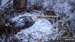 2025-03-05 21_29_41-Decorah Eagles - North Nest - 4k powered by EXPLORE.org - YouTube - Maxthon.png